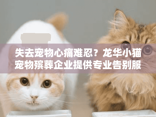 失去宠物心痛难忍？龙华小猫宠物殡葬企业提供专业告别服务