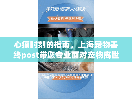 心痛时刻的指南,上海宠物善终post带您专业面对宠物离世!
