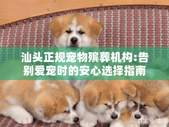 汕头正规宠物殡葬机构:告别爱宠时的安心选择指南