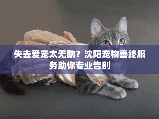 失去爱宠太无助？沈阳宠物善终服务助你专业告别