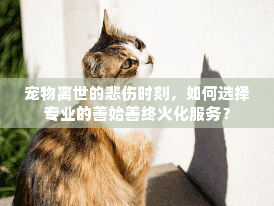 宠物离世的悲伤时刻，如何选择专业的善始善终火化服务？