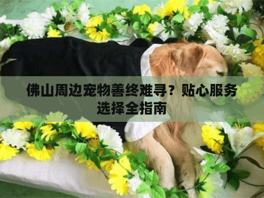 佛山周边宠物善终难寻？贴心服务选择全指南
