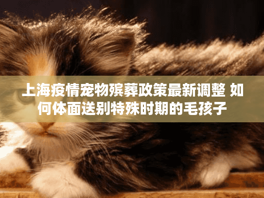 上海疫情宠物殡葬政策最新调整 如何体面送别特殊时期的毛孩子
