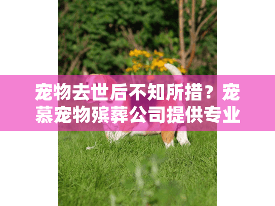 宠物去世后不知所措？宠慕宠物殡葬公司提供专业宠物殡葬服务