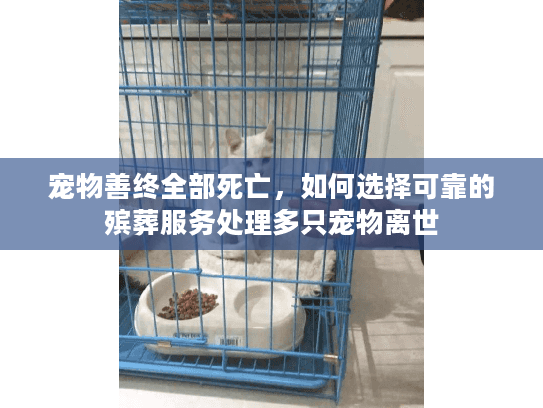 宠物善终全部死亡,如何选择可靠的殡葬服务处理多只宠物离世