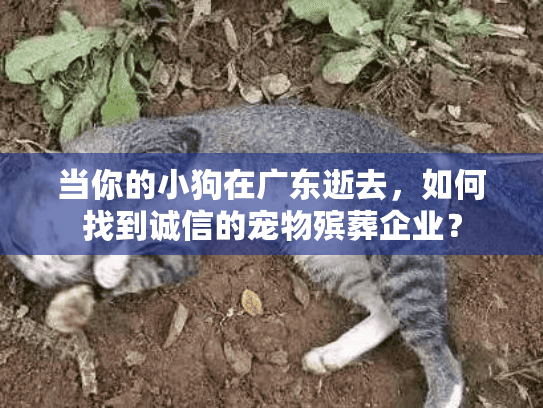 当你的小狗在广东逝去，如何找到诚信的宠物殡葬企业？