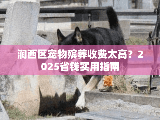 涧西区宠物殡葬收费太高？2025省钱实用指南
