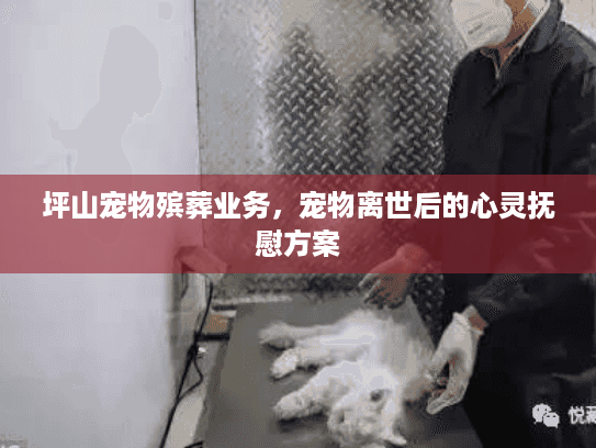 坪山宠物殡葬业务，宠物离世后的心灵抚慰方案
