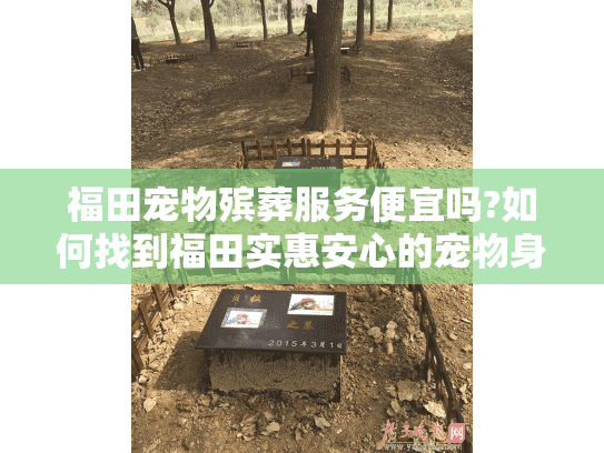 福田宠物殡葬服务便宜吗?如何找到福田实惠安心的宠物身后安排?