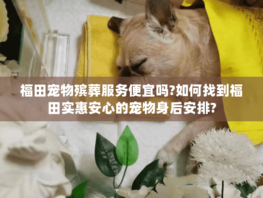 福田宠物殡葬服务便宜吗?如何找到福田实惠安心的宠物身后安排?