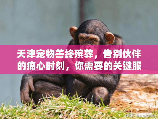 天津宠物善终殡葬，告别伙伴的痛心时刻，你需要的关键服务