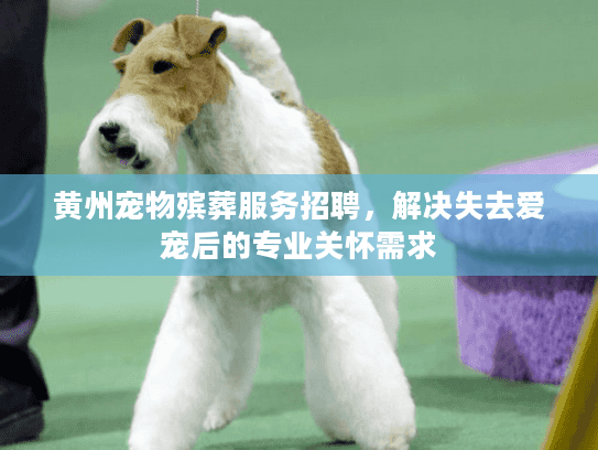 黄州宠物殡葬服务招聘，解决失去爱宠后的专业关怀需求