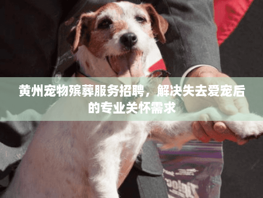 黄州宠物殡葬服务招聘，解决失去爱宠后的专业关怀需求