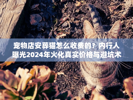宠物店安葬猫怎么收费的？内行人曝光2024年火化真实价格与避坑术