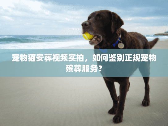 宠物猫安葬视频实拍，如何鉴别正规宠物殡葬服务？