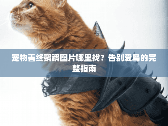 宠物善终鹦鹉图片哪里找？告别爱鸟的完整指南