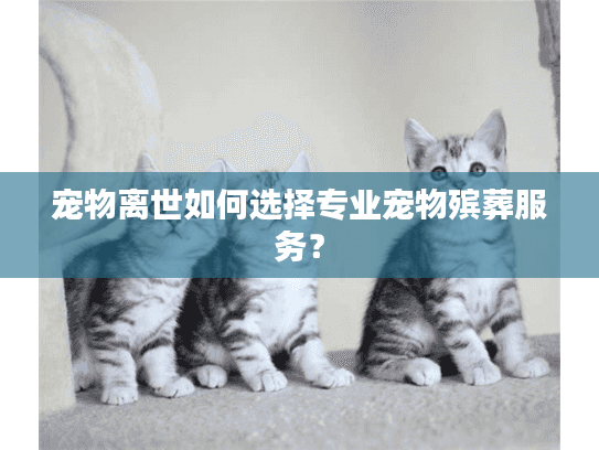 宠物离世如何选择专业宠物殡葬服务？