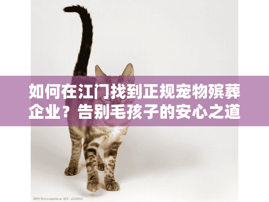 如何在江门找到正规宠物殡葬企业？告别毛孩子的安心之道
