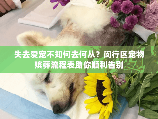 失去爱宠不知何去何从？闵行区宠物殡葬流程表助你顺利告别