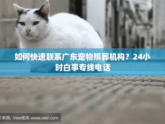 如何快速联系广东宠物殡葬机构？24小时白事专线电话