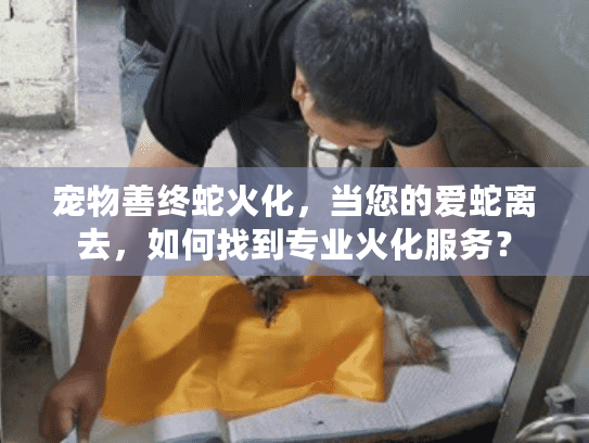 宠物善终蛇火化，当您的爱蛇离去，如何找到专业火化服务？