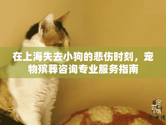 在上海失去小狗的悲伤时刻，宠物殡葬咨询专业服务指南
