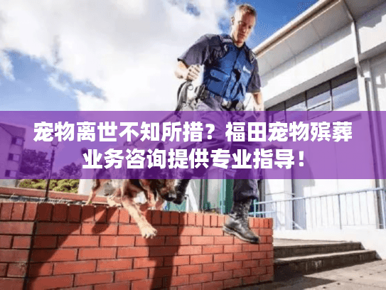 宠物离世不知所措？福田宠物殡葬业务咨询提供专业指导！