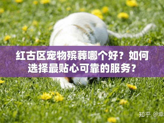 红古区宠物殡葬哪个好？如何选择最贴心可靠的服务？