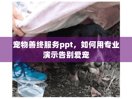 宠物善终服务ppt，如何用专业演示告别爱宠