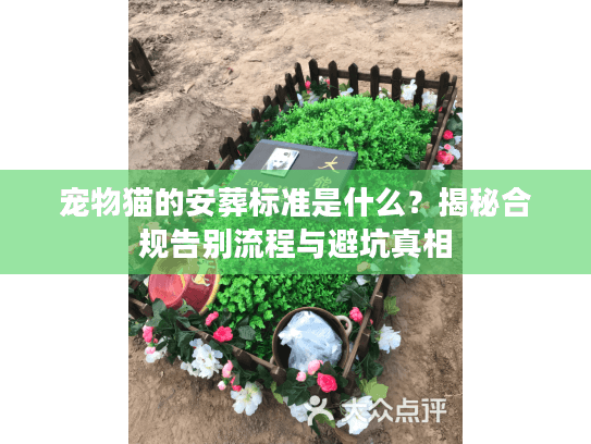 宠物猫的安葬标准是什么？揭秘合规告别流程与避坑真相