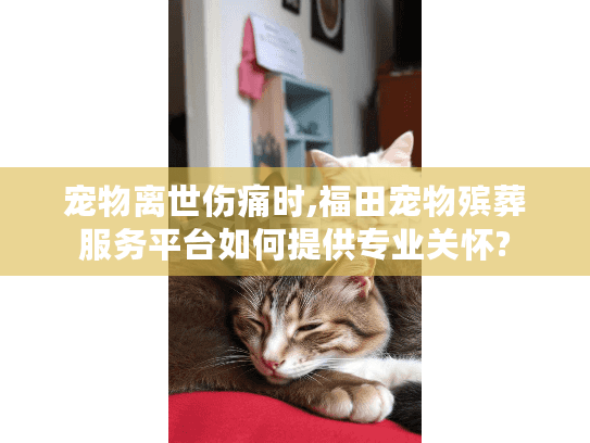 宠物离世伤痛时,福田宠物殡葬服务平台如何提供专业关怀?