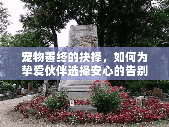宠物善终的抉择，如何为挚爱伙伴选择安心的告别服务？