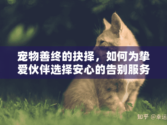 宠物善终的抉择，如何为挚爱伙伴选择安心的告别服务？