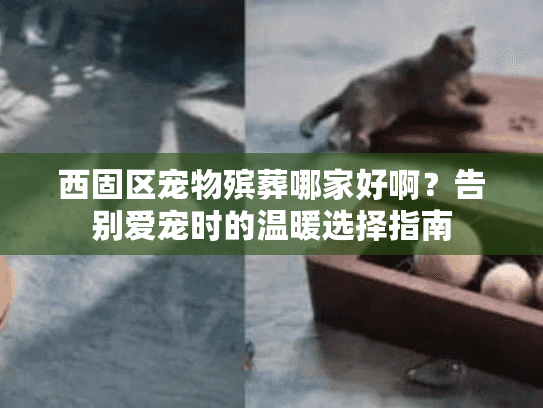 西固区宠物殡葬哪家好啊？告别爱宠时的温暖选择指南