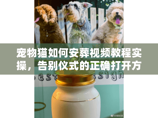 宠物猫如何安葬视频教程实操，告别仪式的正确打开方式
