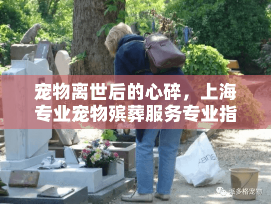 宠物离世后的心碎，上海专业宠物殡葬服务专业指南