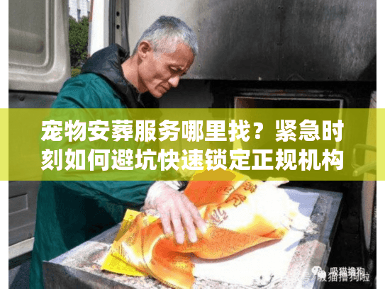 宠物安葬服务哪里找？紧急时刻如何避坑快速锁定正规机构