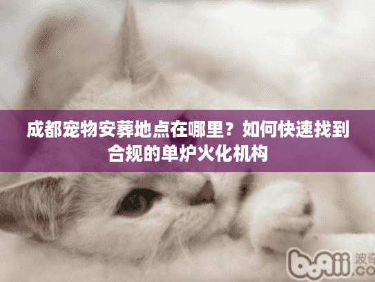 成都宠物安葬地点在哪里？如何快速找到合规的单炉火化机构