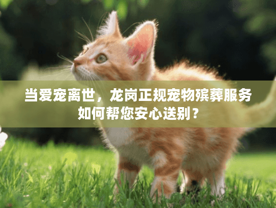 当爱宠离世，龙岗正规宠物殡葬服务如何帮您安心送别？
