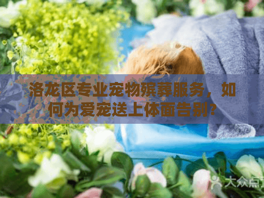 洛龙区专业宠物殡葬服务，如何为爱宠送上体面告别？