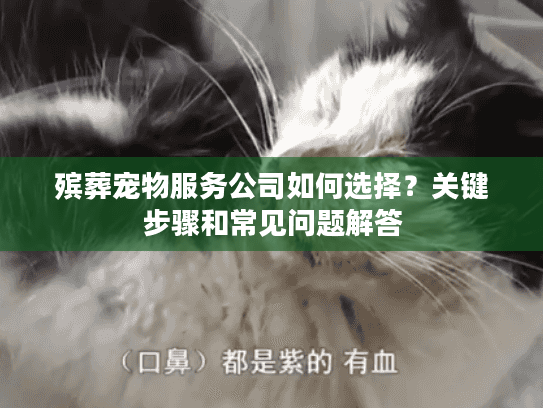殡葬宠物服务公司如何选择？关键步骤和常见问题解答
