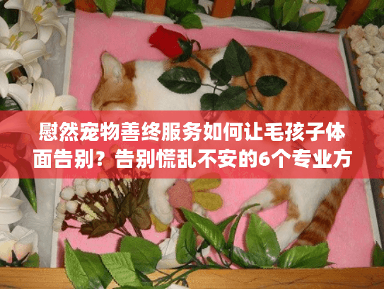 慰然宠物善终服务如何让毛孩子体面告别？告别慌乱不安的6个专业方案