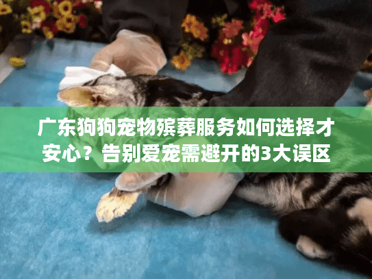 广东狗狗宠物殡葬服务如何选择才安心？告别爱宠需避开的3大误区