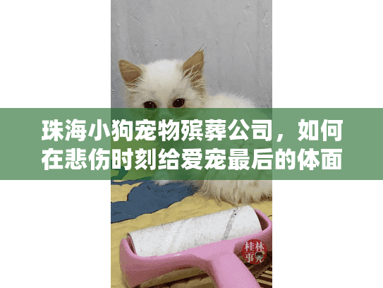 珠海小狗宠物殡葬公司，如何在悲伤时刻给爱宠最后的体面告别？