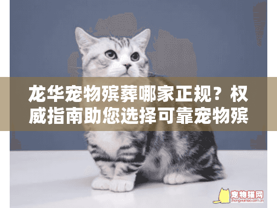 龙华宠物殡葬哪家正规？权威指南助您选择可靠宠物殡葬服务