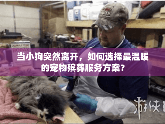当小狗突然离开，如何选择最温暖的宠物殡葬服务方案？