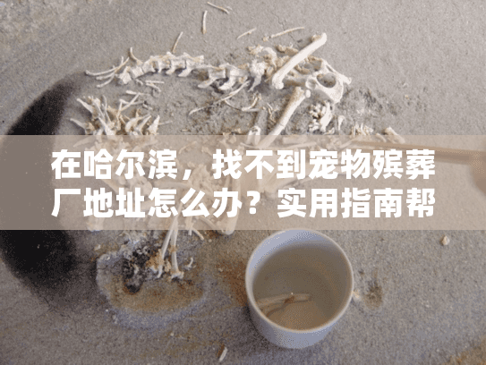 在哈尔滨，找不到宠物殡葬厂地址怎么办？实用指南帮你快速解决问题