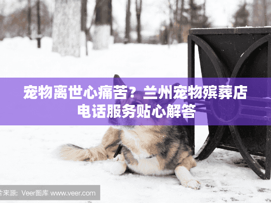 宠物离世心痛苦？兰州宠物殡葬店电话服务贴心解答