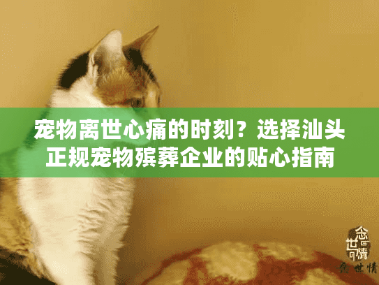 宠物离世心痛的时刻？选择汕头正规宠物殡葬企业的贴心指南
