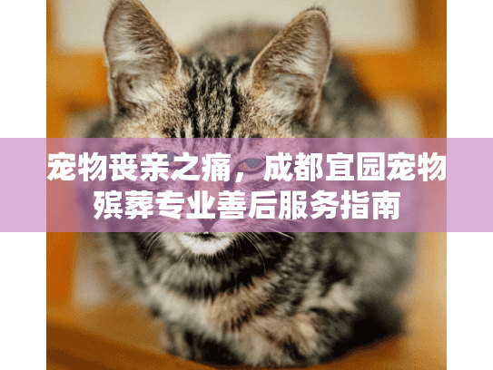 宠物丧亲之痛，成都宜园宠物殡葬专业善后服务指南
